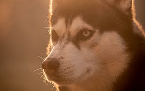 Preview wallpaper husky, dog, pet, light