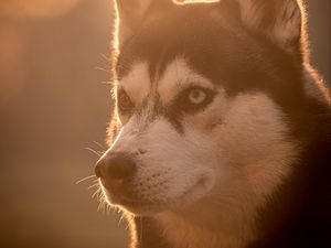 Preview wallpaper husky, dog, pet, light