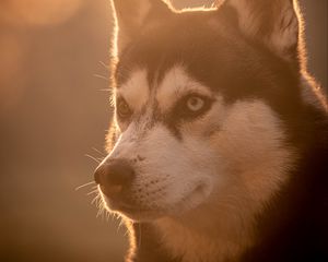 Preview wallpaper husky, dog, pet, light