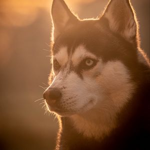 Preview wallpaper husky, dog, pet, light