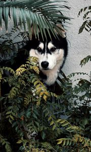 Preview wallpaper husky, dog, pet, bushes