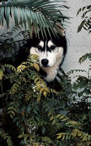 Preview wallpaper husky, dog, pet, bushes