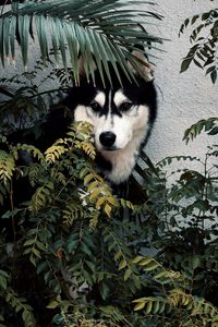 Preview wallpaper husky, dog, pet, bushes