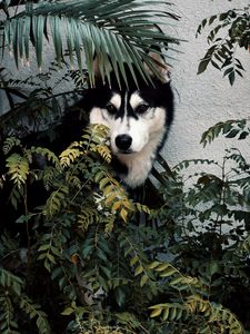 Preview wallpaper husky, dog, pet, bushes