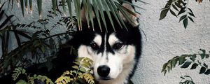 Preview wallpaper husky, dog, pet, bushes