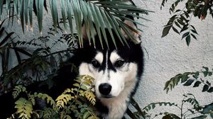 Preview wallpaper husky, dog, pet, bushes