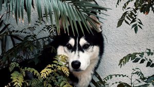 Preview wallpaper husky, dog, pet, bushes