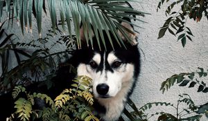 Preview wallpaper husky, dog, pet, bushes
