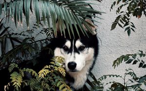 Preview wallpaper husky, dog, pet, bushes