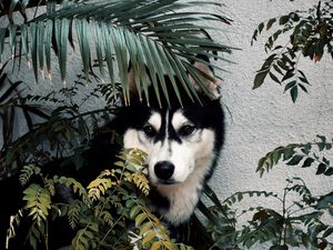 Preview wallpaper husky, dog, pet, bushes