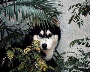 Preview wallpaper husky, dog, pet, bushes