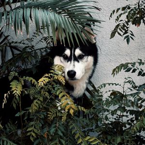 Preview wallpaper husky, dog, pet, bushes