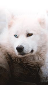 Preview wallpaper husky, dog, pet, white, furry