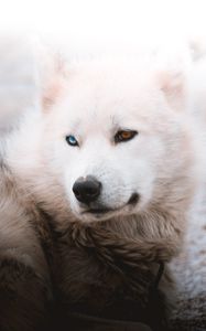 Preview wallpaper husky, dog, pet, white, furry