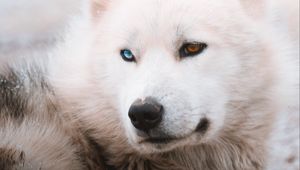 Preview wallpaper husky, dog, pet, white, furry