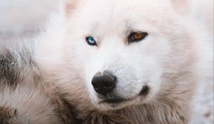 Preview wallpaper husky, dog, pet, white, furry