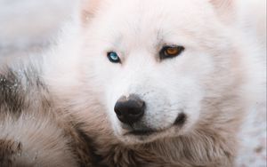 Preview wallpaper husky, dog, pet, white, furry