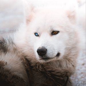 Preview wallpaper husky, dog, pet, white, furry