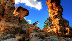 Preview wallpaper husky, dog, pet, rocks, mountains