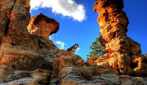 Preview wallpaper husky, dog, pet, rocks, mountains