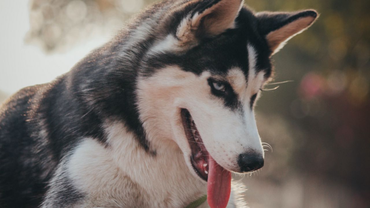 Wallpaper husky, dog, pet, protruding tongue, cute