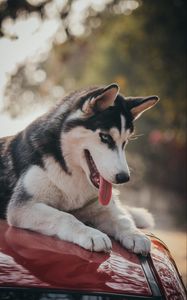 Preview wallpaper husky, dog, pet, protruding tongue, cute