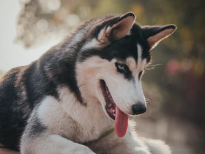 Preview wallpaper husky, dog, pet, protruding tongue, cute