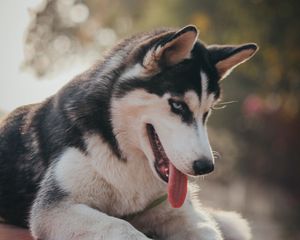 Preview wallpaper husky, dog, pet, protruding tongue, cute