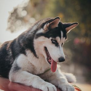 Preview wallpaper husky, dog, pet, protruding tongue, cute