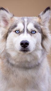 Preview wallpaper husky, dog, pet, glance, animal