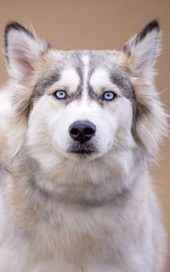 Preview wallpaper husky, dog, pet, glance, animal