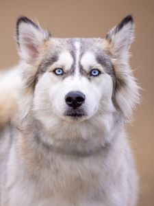 Preview wallpaper husky, dog, pet, glance, animal