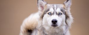 Preview wallpaper husky, dog, pet, glance, animal