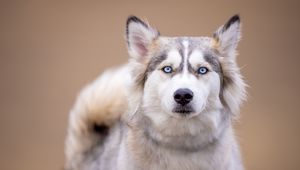 Preview wallpaper husky, dog, pet, glance, animal