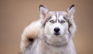 Preview wallpaper husky, dog, pet, glance, animal