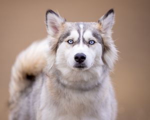 Preview wallpaper husky, dog, pet, glance, animal