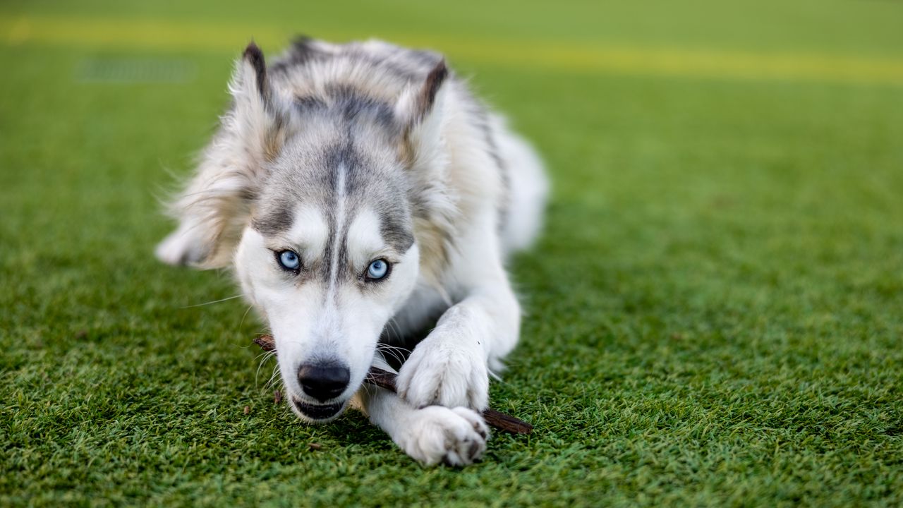 Wallpaper husky, dog, pet, play