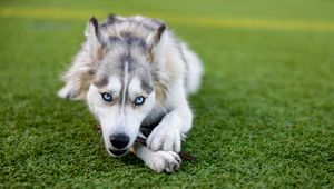 Preview wallpaper husky, dog, pet, play