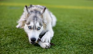 Preview wallpaper husky, dog, pet, play