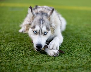 Preview wallpaper husky, dog, pet, play