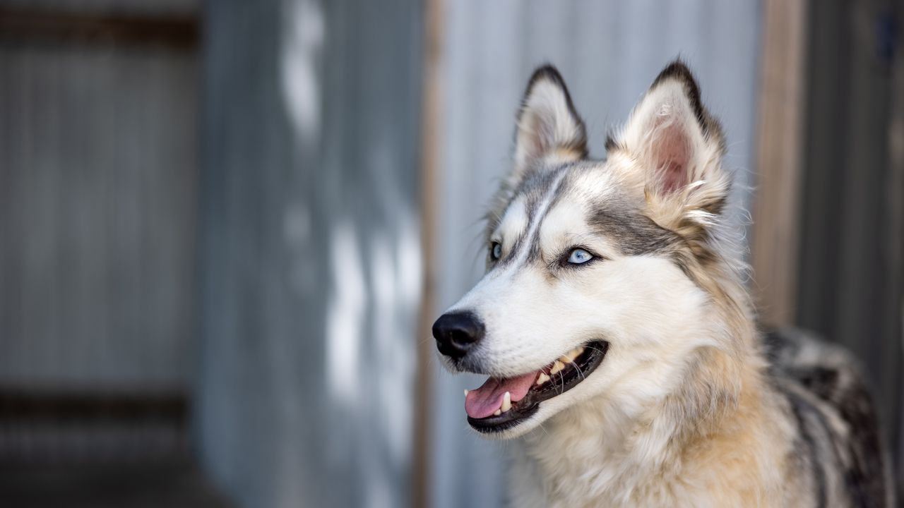 Wallpaper husky, dog, pet, cute, protruding tongue