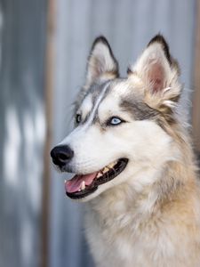 Preview wallpaper husky, dog, pet, cute, protruding tongue