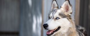 Preview wallpaper husky, dog, pet, cute, protruding tongue