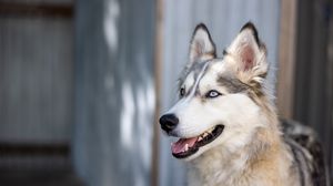 Preview wallpaper husky, dog, pet, cute, protruding tongue
