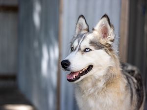 Preview wallpaper husky, dog, pet, cute, protruding tongue