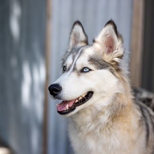 Preview wallpaper husky, dog, pet, cute, protruding tongue