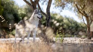 Preview wallpaper husky, dog, pet, animal, glance