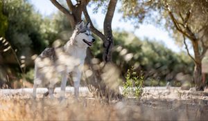 Preview wallpaper husky, dog, pet, animal, glance