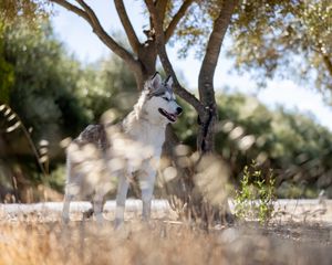 Preview wallpaper husky, dog, pet, animal, glance