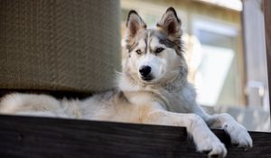 Preview wallpaper husky, dog, pet, glance